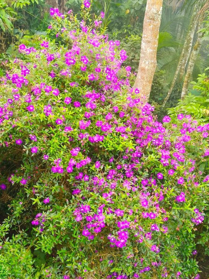 Spring And Valley View Thekkady Kültér fotó